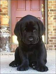 We have cute looking lovely pug puppies for sale they are vet check and very healthy please for more information and some pictures do contact via 7818190756. 900 Labrador Ideen In 2021 Labrador Familienhund Hunde