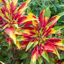 A friend bought me a josephs coat cactus to begin my friends garden. Amaranth Joseph S Coat Amaranthus Tricolor Seeds Select Seeds