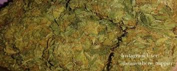 Guava Kush Strain Marijuana Strain Reviews Allbud