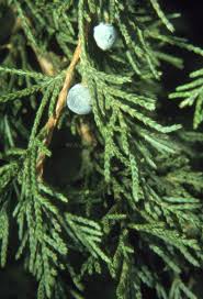 Cedrus, common english name cedar, is a genus of coniferous trees in the plant family pinaceae (subfamily abietoideae). Eastern Red Cedar The Morton Arboretum