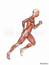 Anatomy Of Male In Running Motion Featuring Male Figure In Running Motion Showcasing Major Muscular Groups Such As Deltoids Triceps Biceps Quadriceps Hamstrings And Obliques Stock Illustration Adobe Stock