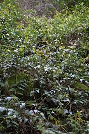 Image result for Loxodera bovonei