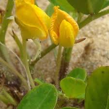 Image result for Arachis