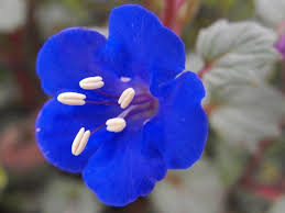 Check spelling or type a new query. Top 55 Beautiful Types Of Blue Flowers With Names And Pictures Florgeous