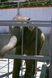 1960s年代初荔園小象天奴 elephant animals olds