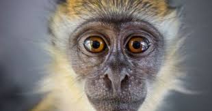 Confirmed cases of monkeypox are a rare event in the uk, and the risk to the general public is very low, said richard firth, phw's consultant in health protection. Monkeypox Patient In Cornwall Rushed To Hospital In First Ever Uk Case Plymouth Live