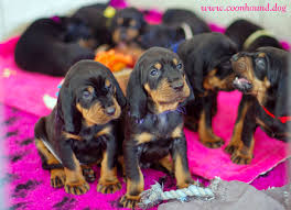 Serving nyc brooklyn, manhattan, queens, bronx, staten island, long island ny, nj, ct, ma, pa. Black And Tan Coonhound Puppies Petfinder