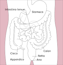 Apparato digerente sar quindi ciascuna cellula a compiere i processi chimici con cui ottiene energia dai nutrienti. Intestino Wikipedia