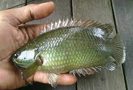 19 Umpan Ikan Betok Puyu Di Air Keruh Paling Jitu Ampuh