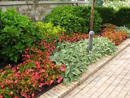 Recommend Some Good Plants For Landscaping Plants Landscaping Plants Cool Plants