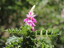 Image result for Acanthus polystachyus