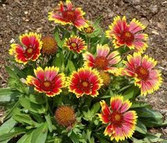 Pin On Landscaping Ideas