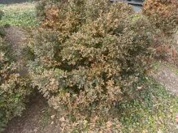 Image result for Buxaceae
