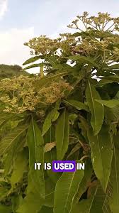 Image result for Vernonia auriculifera