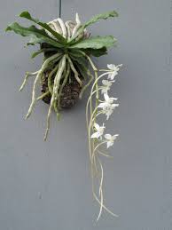 Image result for Aerangis ugandensis