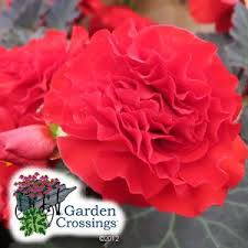 Begonia Nonstop Mocca Scarlet Buy Begonia Tuberous Annuals Online Annual Plants Trees To Plant Begonia