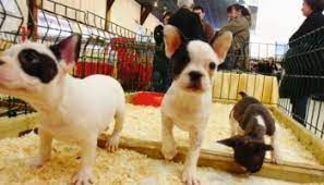 Des plus petites tailles, jack russel, spitz, chihuahua, aux grandes tailles, berger australien, siberian husky, … Petition Stop Aux Salons Du Chiot