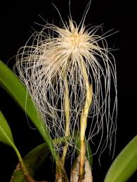 Image result for Bulbophyllum X chikukwa
