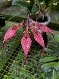 Image result for Vandellia subracemosa