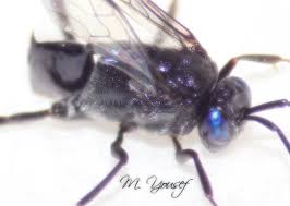 Image result for Entephria byssata