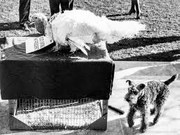 Maybe you would like to learn more about one of these? Thanksgiving At The White House 1963 Photographs