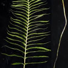 Image result for Amblovenatum opulentum