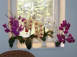 We did not find results for: Jenis Anggrek Rumah Dan Namanya Jenis Phalaenopsis Dan Penjagaan