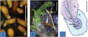 Image result for Striga junodii