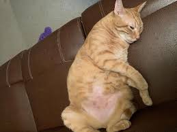 In addition to softness, the fatty tumor has a round shape, large size, grows rapidly, it is mobile. My Cat Has A Lump Under His Stomach What Does This Mean Petcoach