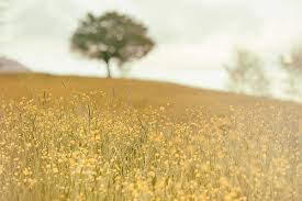 Plants and worn, aged materials are generally used by japanese garden designers to suggest a natural landscape, and to express the fragility of existence as … The Aesthetic Of Nature In Poetry 6 Poems For Spring World Literature Today