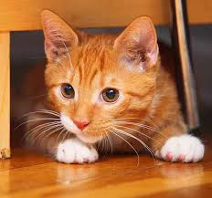 They share similar properties since they come from the same place. 12 Homemade Cat Treats Prime Pet Insurance