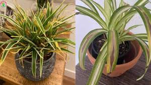 Check spelling or type a new query. Why Is My Spider Plant Dying Causes And Solutions Garden For Indoor