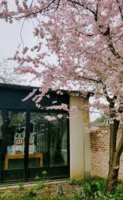 Cerisier Du Japon En Fleur Dans Le Jardin D Une Maison Loft Fontenay Jardins Potager Et Loft