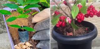 Buah naga ternyata juga bisa dijadikan sebagai tanaman yang ada di dalam pot. Pokok Buah Archives Vanilla Kismis