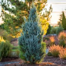 Image result for Juniperus