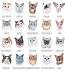 List of Cat Breeds | Petfinder