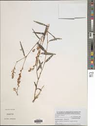 Image result for Alysicarpus rugosus