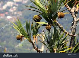 Image result for Pandanaceae