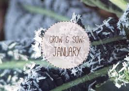 Check spelling or type a new query. January Sow And Grow In The Container Garden Urban Turnip