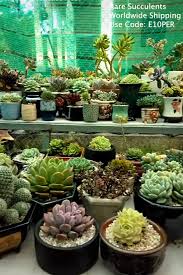 Buy Cactus Cactus Art Cactus Garden Cactus Indoor Cactus Plants Online Succulents In 2020 Succulents Online Succulents Buy Succulents