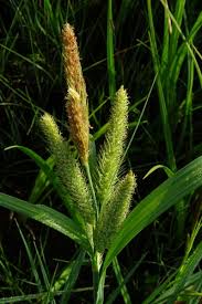 Image result for Schoenoplectus muriculatus