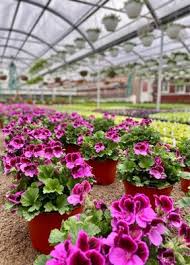 This eliminates a middle man, lets us control the. Great Swamp Greenhouses 553 New Vernon Rd Gillette Nj Nurseries Mapquest