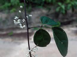 Image result for Connaraceae