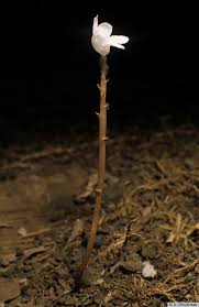 Image result for Didymoplexis