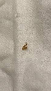 How to deal with walls, etc. Bed Bug Or Carpet Beetle Shell Exoskeleton I Woke Up To 2 Bites Around My Ankles And I Know I Wasn T Outside Before And Don T Have Any Pets I Feared Bed Bugs So