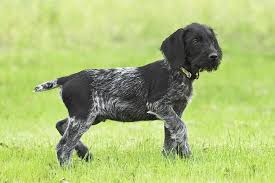 German wirehaired pointer puppies german wirehaired. German Wirehaired Pointer Puppies For Sale Akc Puppyfinder