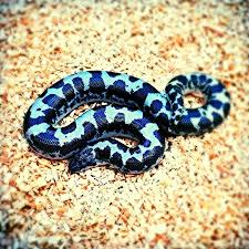 Black And White Striped Snake Texas Kenya Sand Boa Beautiful Snakes Reptiles And Amphibians Reptiles Pet