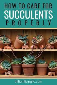 That concludes our guide to how to care for your pet cactus for maximum health and happiness. Easy To Grow Succulents Cacti Trillium Living Succulent Care Succulents Succulent Gardening