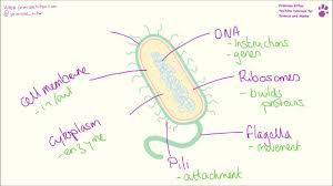 Bacterial Cell Structure And Function