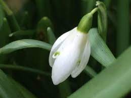 Snowdrop Spring Herald And Alzheimer Medication Mecklenburgh Square Garden